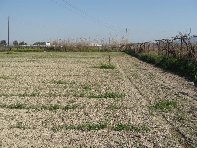 (For Sale) Land/Agricultural Land  || Korinthia/Assos-Lechaio - 3.003,00Sq.m, 39.000€ 