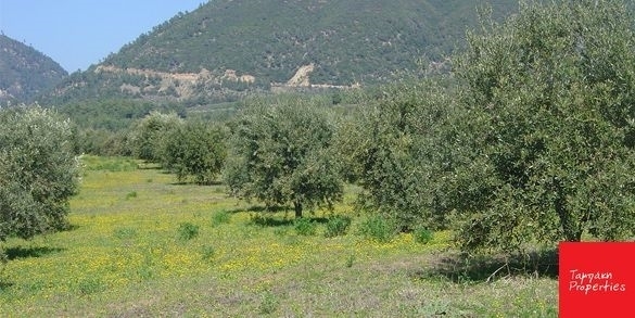 (For Sale) Land Agricultural Land  || Korinthia/Korinthia - 11.700 Sq.m, 90.000€ 