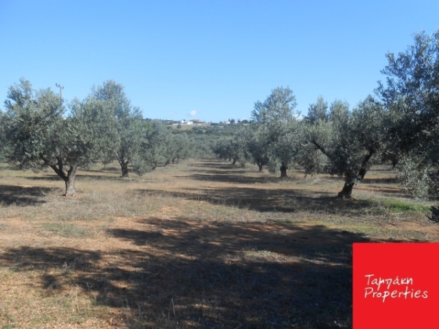 (Προς Πώληση) Αξιοποιήσιμη Γη Αγροτεμάχιο || Ν. Κορινθίας/Κόρινθος - 8.400 τ.μ, 50.000€ 