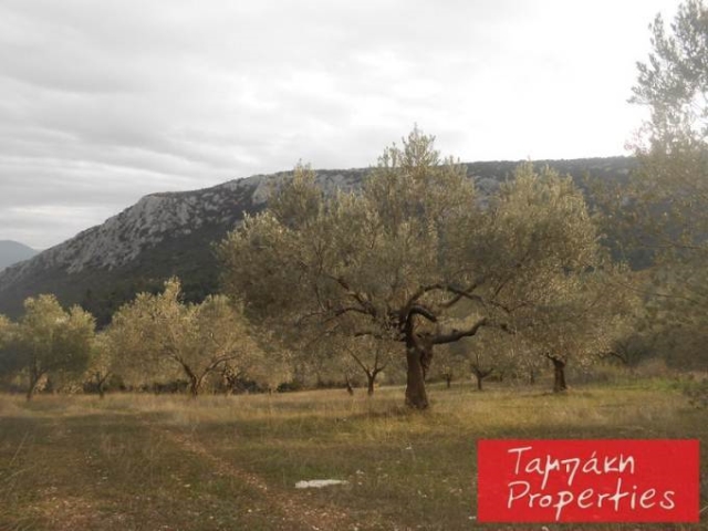 (For Sale) Land Agricultural Land  || Korinthia/Tenea - 15.000Sq.m, 45.000€ 