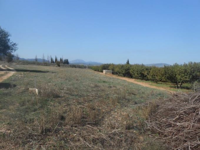 (For Sale) Land Agricultural Land  || Korinthia/Tenea - 3.493Sq.m, 17.500€ 